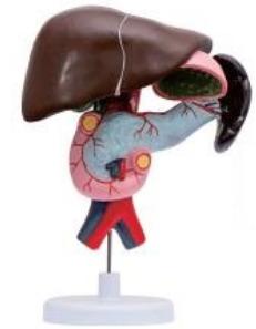 十二指腸、胰、脾解剖模型