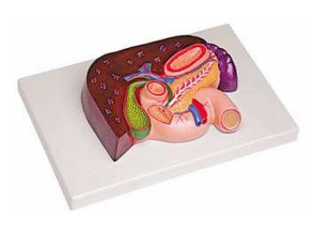 肝、胰、脾、十二指腸、胃模型